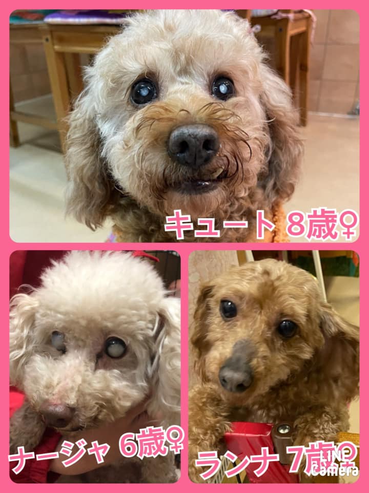 🐾今日の里親様募集中ワンコ🐶メンバーです🐾2021,3,13